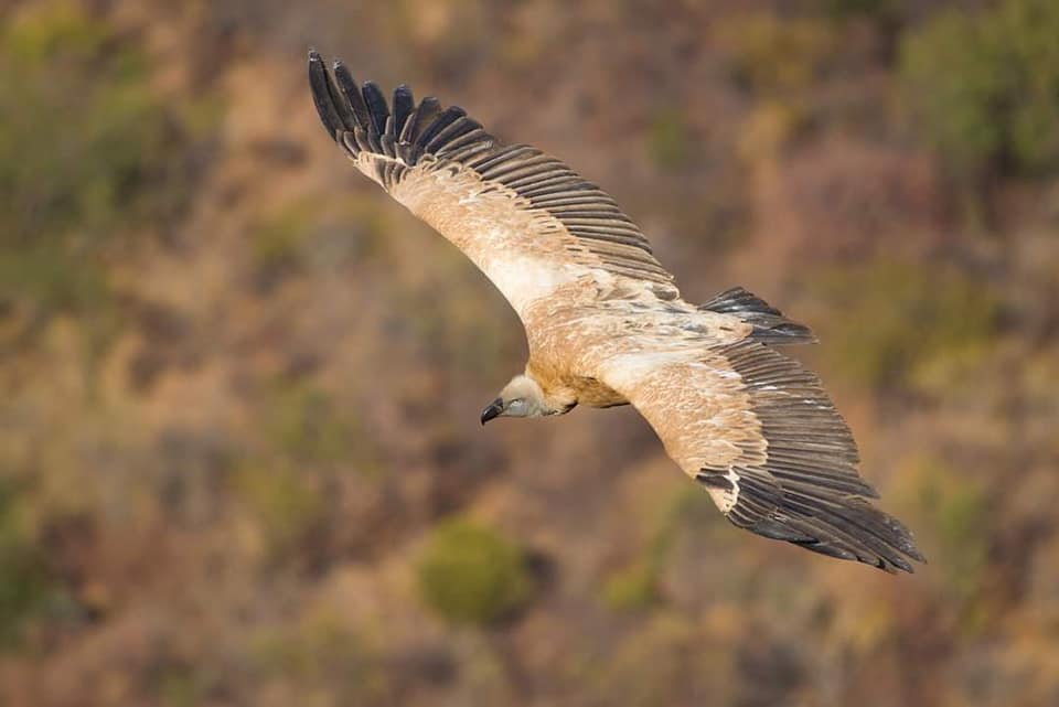 LVTR Cape Vulture Trail September 2022 - Image 10